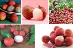 Which Country Is Famous for Producing the Most Lychees?