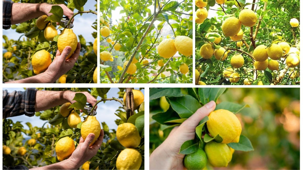 Which Country Is Famous for Producing the Most Lemons?