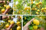 Which Country Is Famous for Producing the Most Lemons?