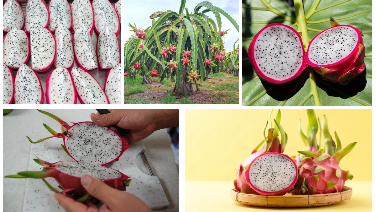 Where Does the World Get Most of Its Dragon Fruits