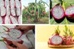 Where Does the World Get Most of Its Dragon Fruits