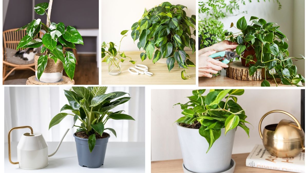 How Often Should You Water a Philodendron?