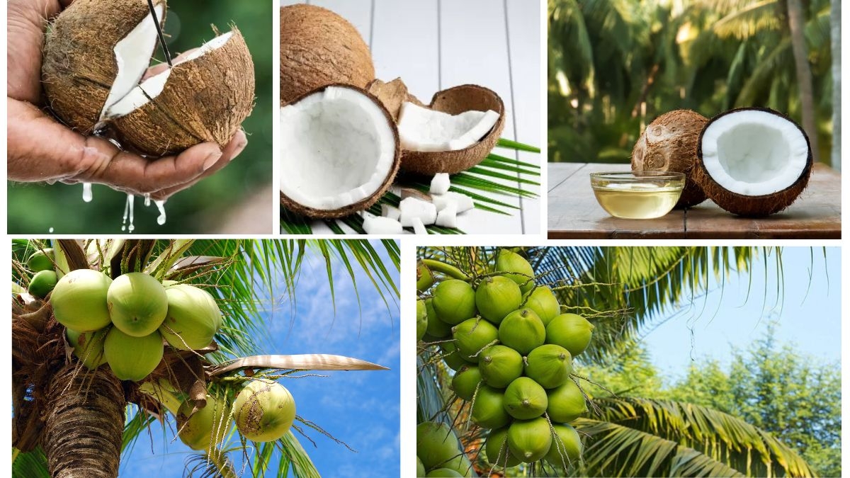 Where Does the World Get Most of Its Coconuts?