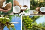 Where Does the World Get Most of Its Coconuts?