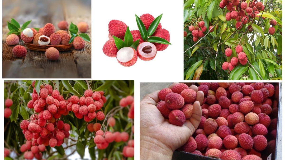 Which Country Is the Largest Lychee Producer Globally?