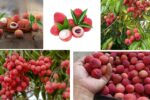 Which Country Is the Largest Lychee Producer Globally?