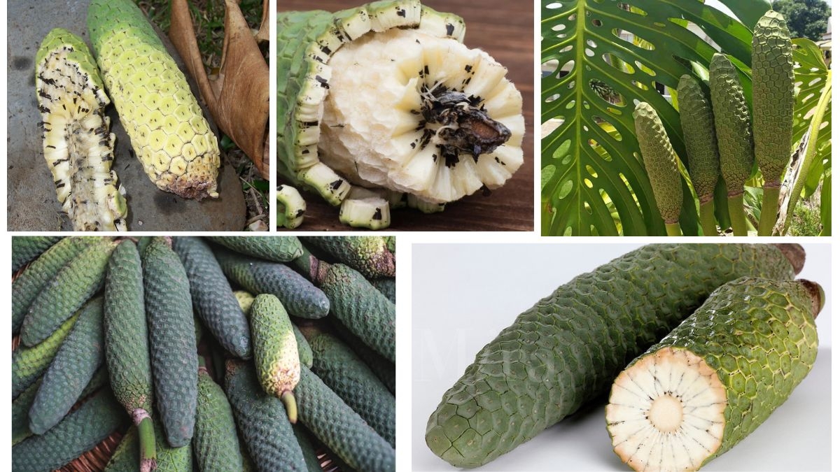 Which Country Is the Largest Monstera Deliciosa (Fruit Salad Plant) Producer Globally?