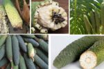 Which Country Is the Largest Monstera Deliciosa (Fruit Salad Plant) Producer Globally?