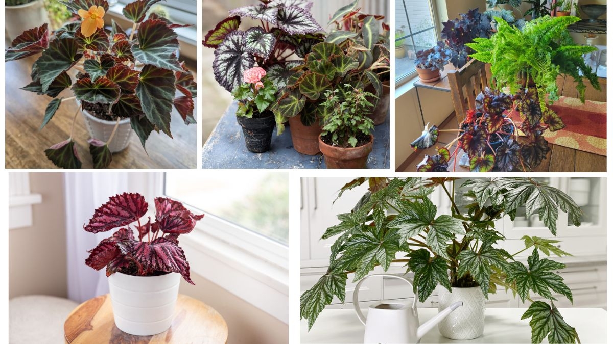 How Often Should You Water a Begonia
