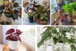How Often Should You Water a Begonia