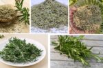 Which Country Is the Largest Rosemary Producer in the World?