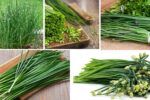 Which Country Is the Largest Chive Producer in the World?