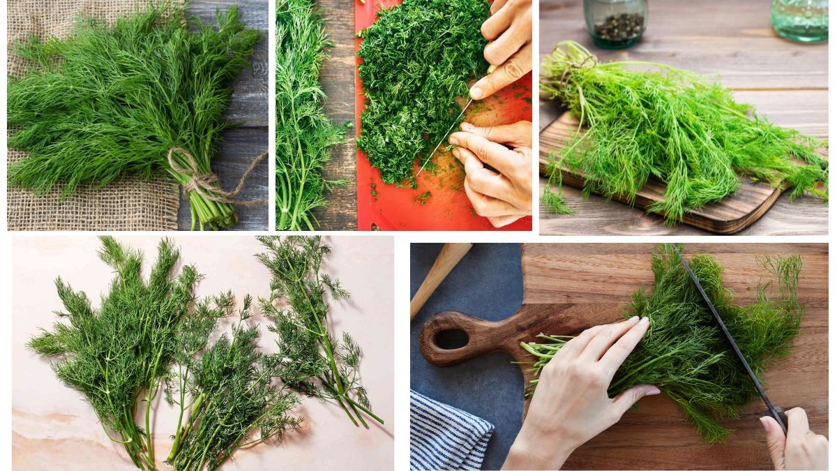 Which Country Is the Largest Dill Producer in the World?