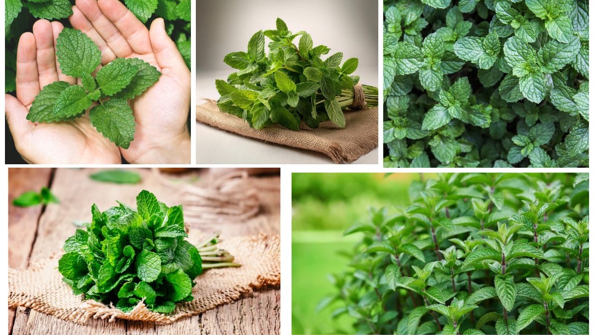 Which Country Is the Largest Mint Producer in the World?