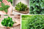 Which Country Is the Largest Mint Producer in the World?