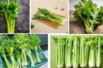 Which Country Is the Largest Celery Producer in the World?