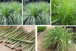 Which Country Is the Largest Lemongrass Producer in the World?