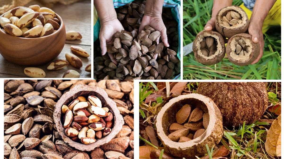 Which Country Is the Largest Brazil Nut Producer in the World?
