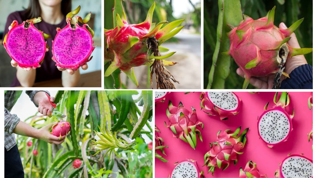 Indoor Dragon Fruit Care Tips You Need to Know
