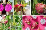 Indoor Dragon Fruit Care Tips You Need to Know