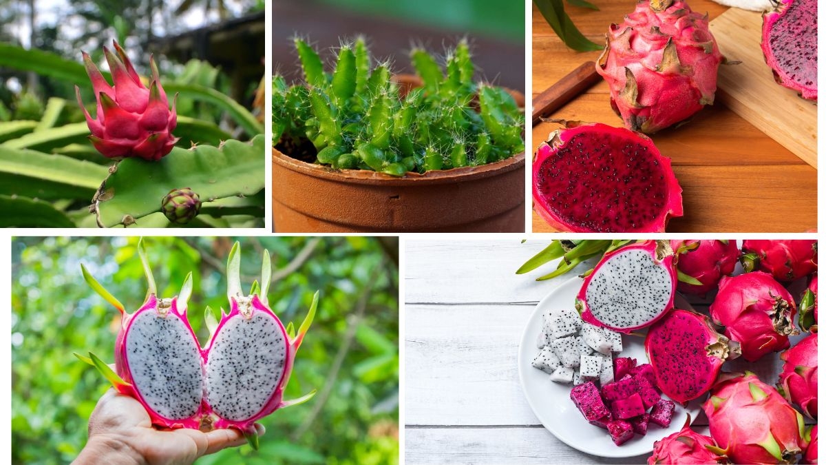 Dragon Fruit Propagation: Everything You Need to Know