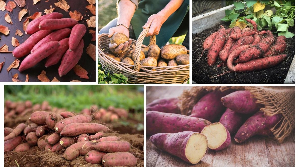Harvesting Sweet Potatoes Made Easy for Beginners