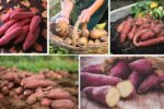 Harvesting Sweet Potatoes Made Easy for Beginners