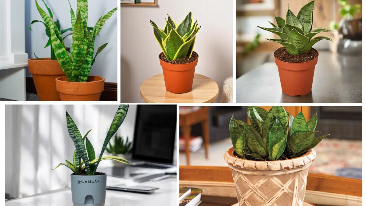 Best Watering Schedule for Snake Plants Indoors