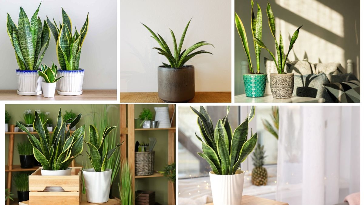 Introduction: Why Snake Plants Are Perfect for Indoor Spaces