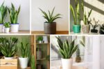 Introduction: Why Snake Plants Are Perfect for Indoor Spaces