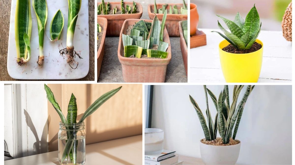 How to Grow a Lush Snake Plant from a Leaf Cutting