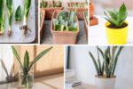 How to Grow a Lush Snake Plant from a Leaf Cutting