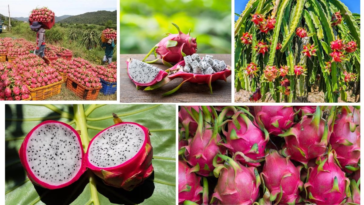 Dragon Fruit Importers: Who Buys the Most Worldwide?
