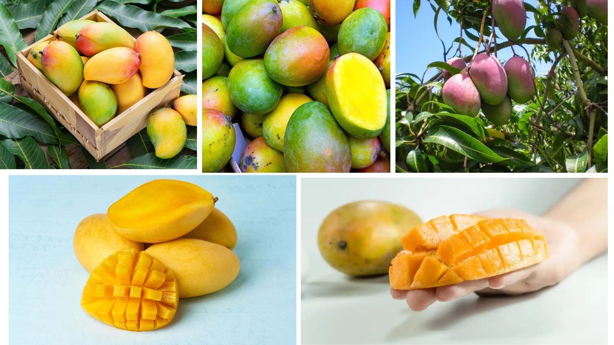 Which Country Is the Largest Mango Producer in the World?