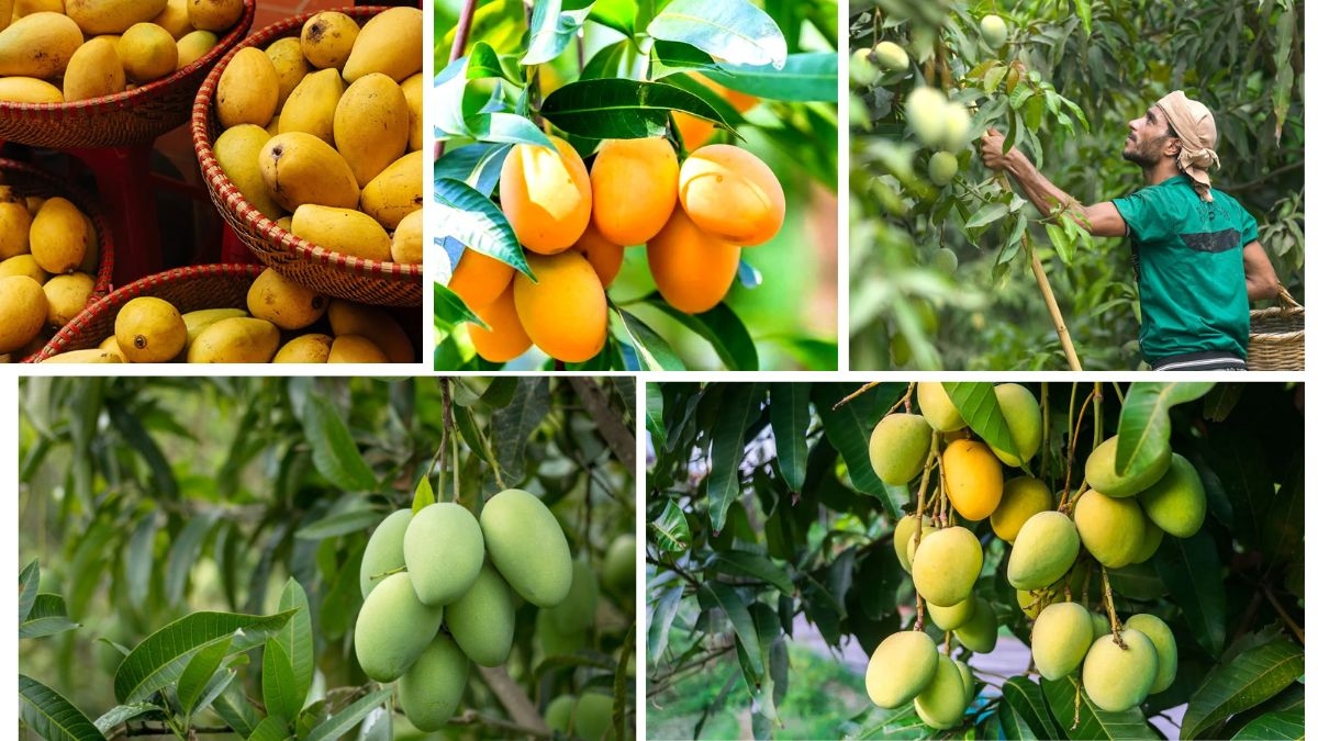 A Global Comparison of Mango Production Volumes