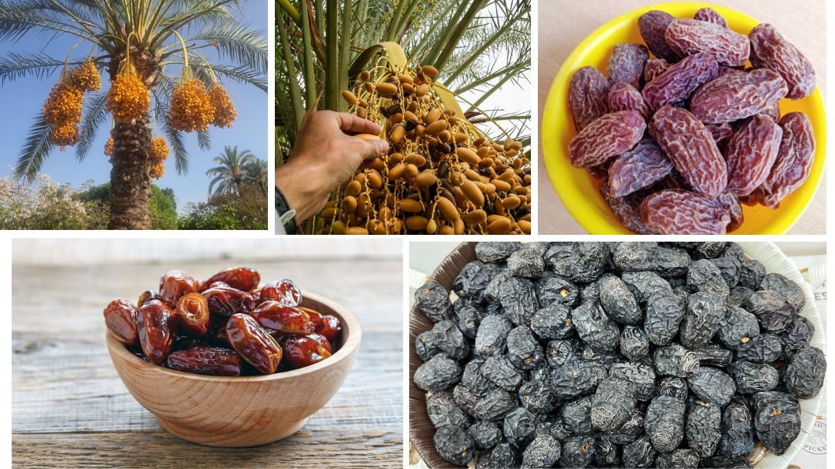 Global Date Market Leaders You Didn’t Know About
