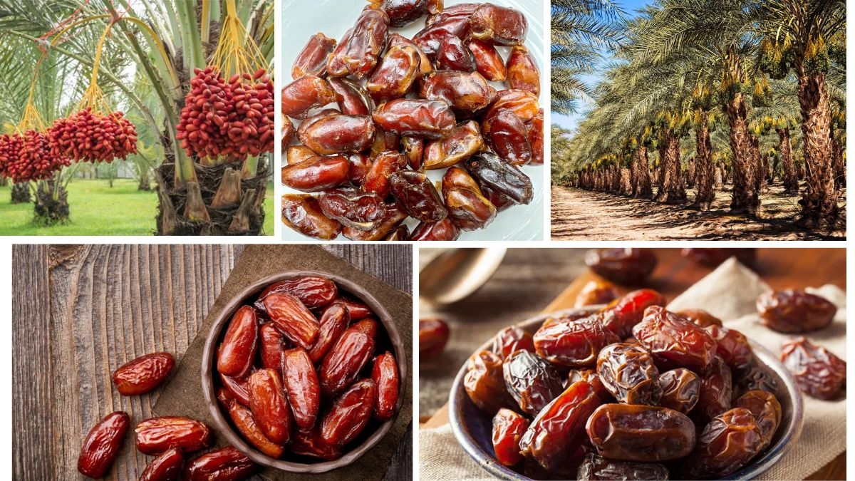 Date Exporters and Importers: Global Market Overview