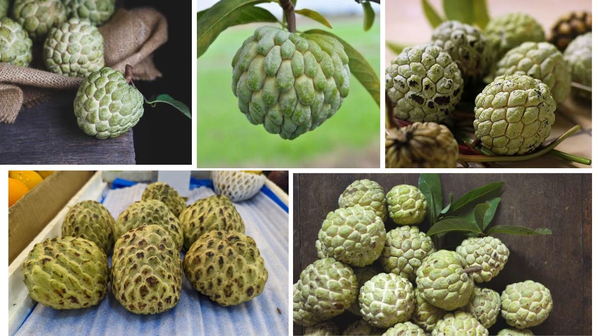 Global Custard Apple Farming and Export Insights