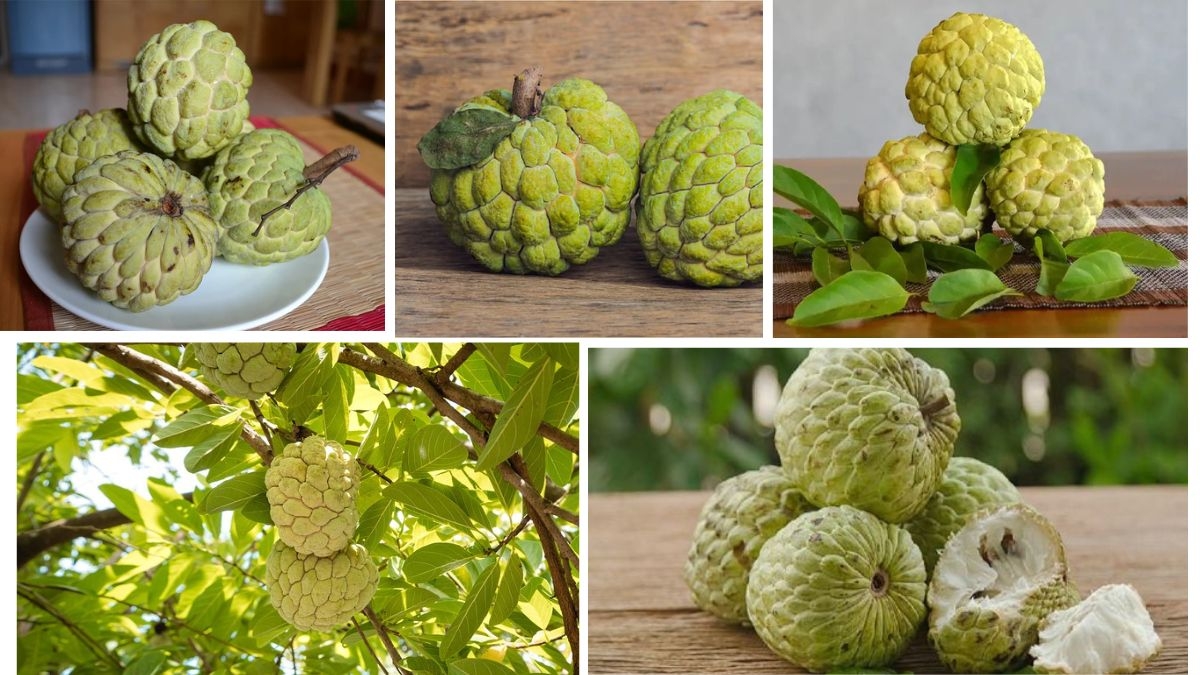 Custard Apple Trade by Country: Complete Data & Insights