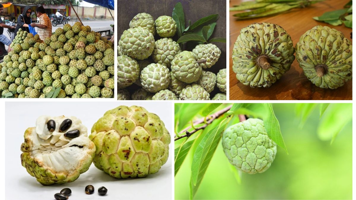 Which Nation Exports the Most Custard Apples?