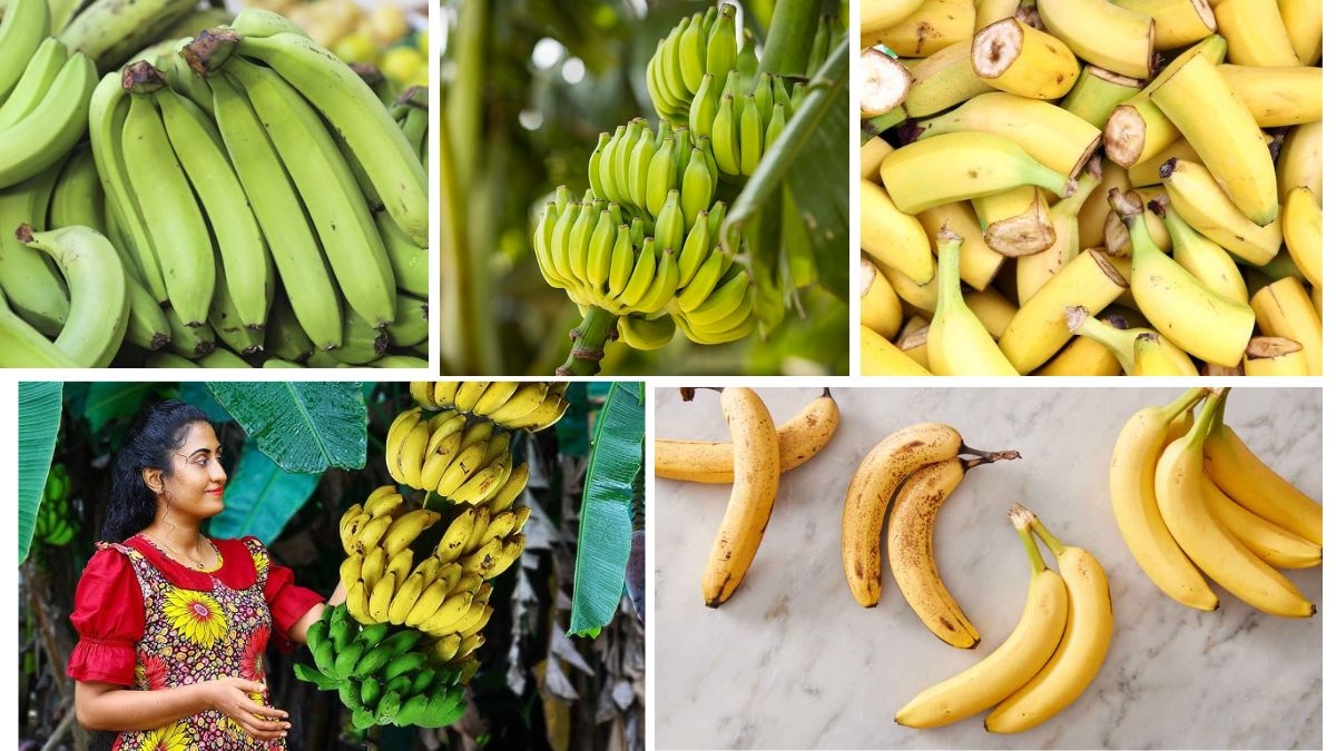 Top Banana Producers by Continent