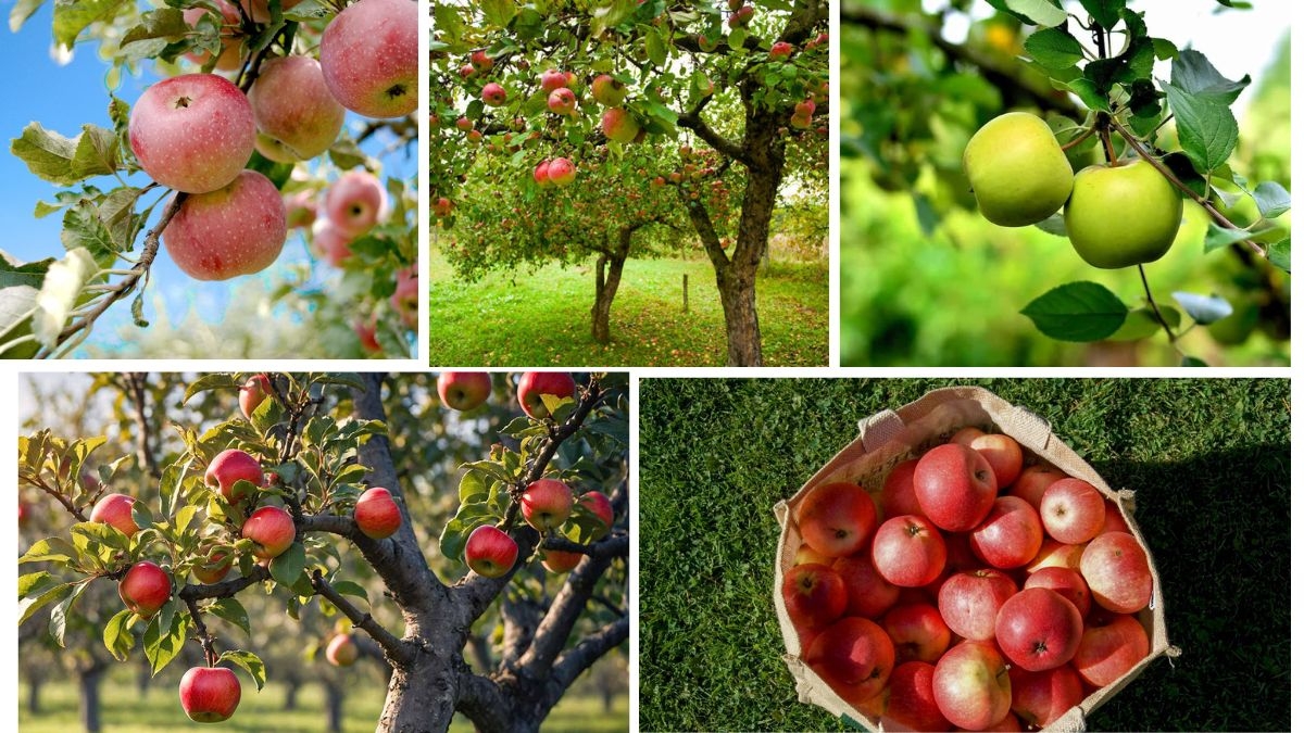 Apple Production by Country: Surprising Statistics
