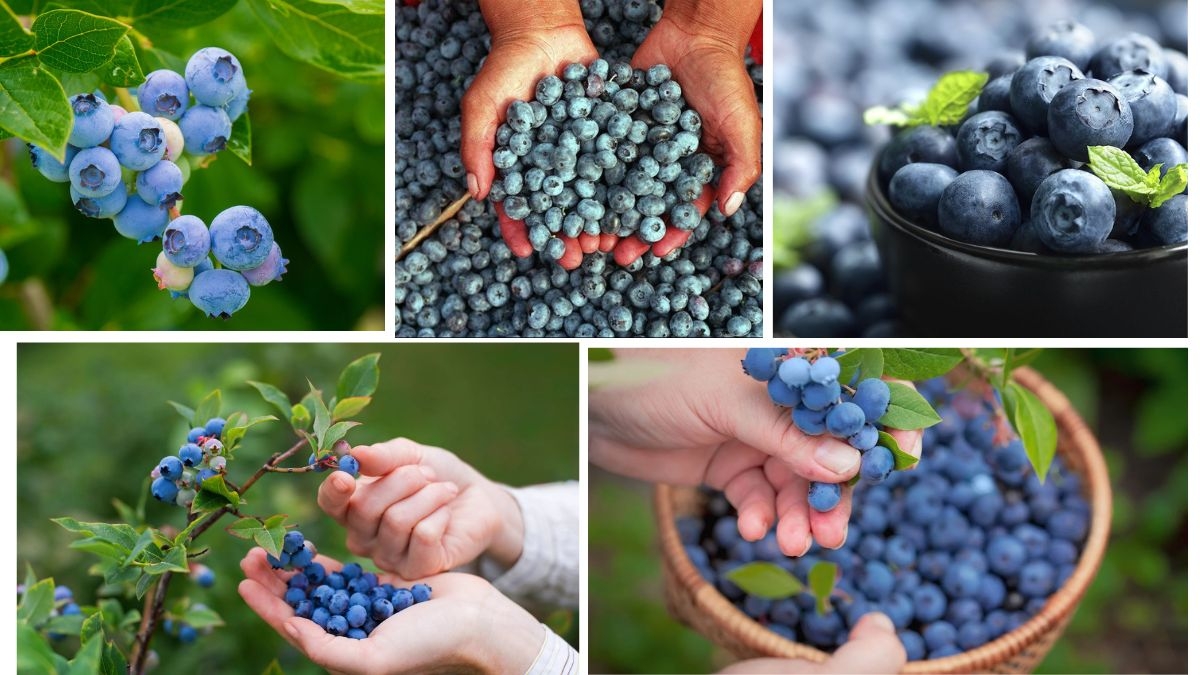 Top Blueberry Producing Countries Ranked