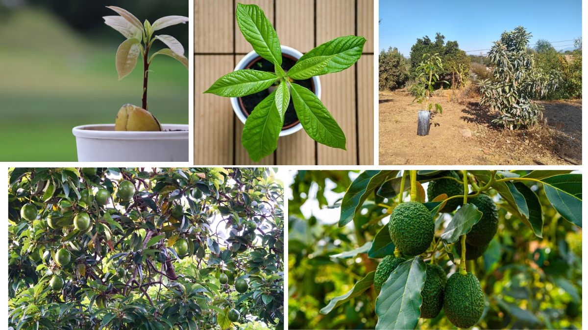 How to Care for a Young Avocado Tree