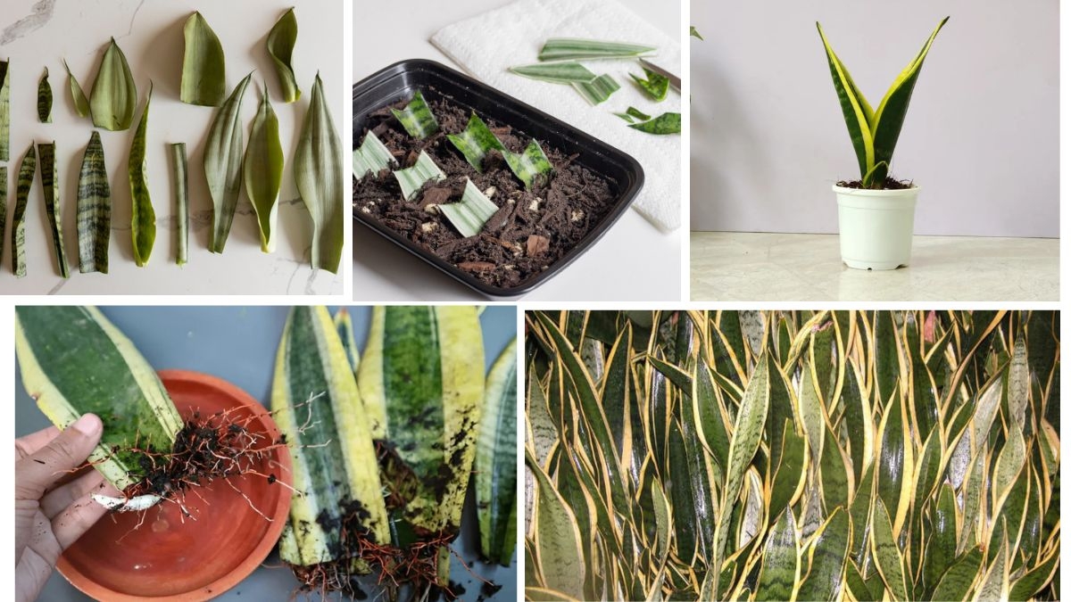 How to Propagate a Snake Plant and Multiply Your Greens