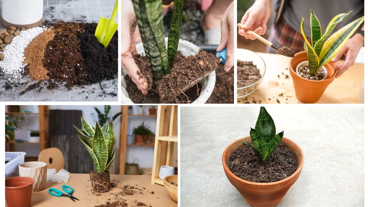 Best Pots and Soil for Snake Plants