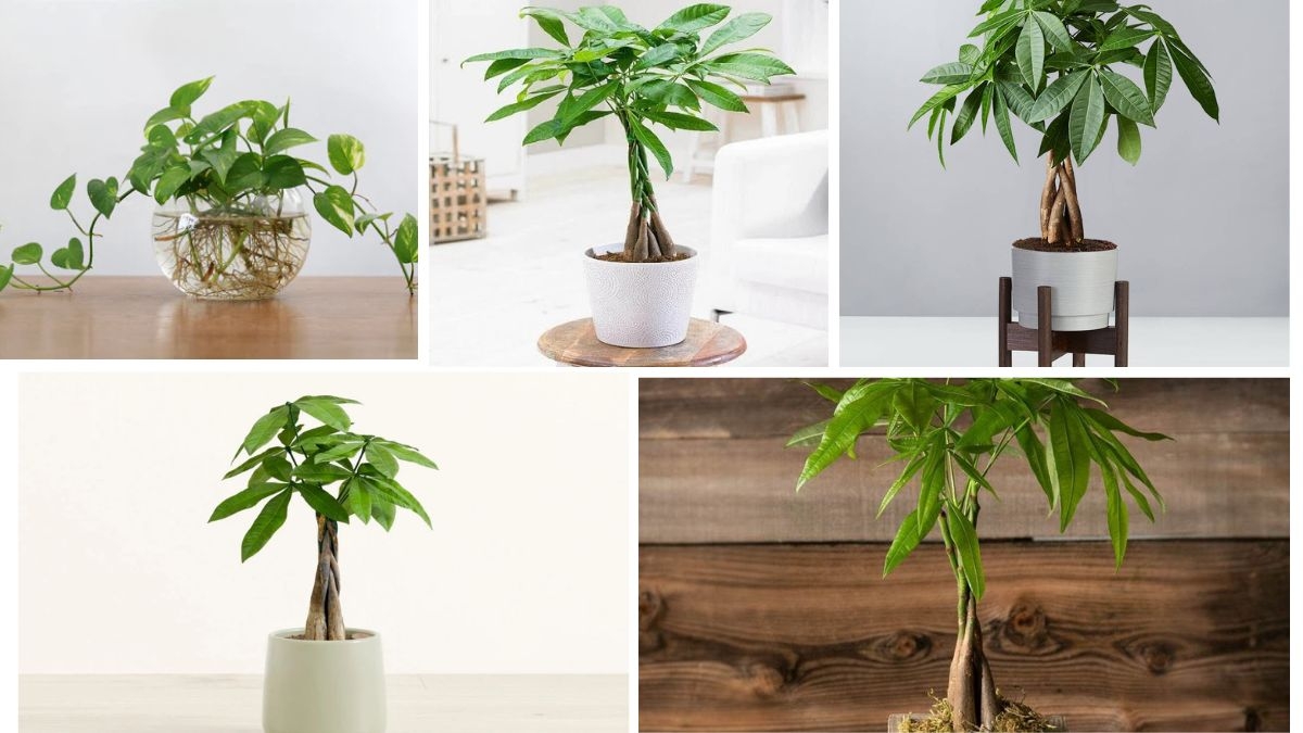 How Often Should You Water a Money Plant?
