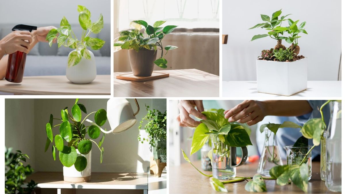 Vastu Tips for Growing Money Plants Effectively