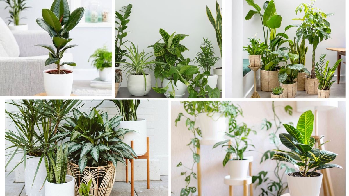 Low-Light Indoor Plants That Thrive in Shade