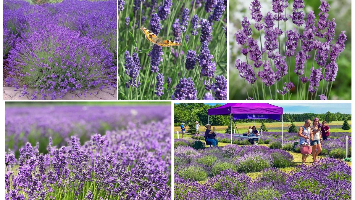 The Global Lavender Industry: Country Comparison